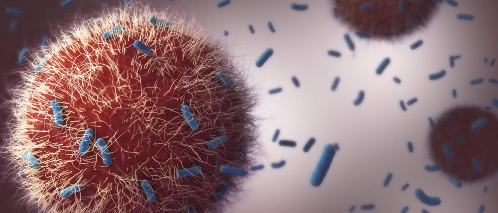 Immunzellen attackieren Tuberkulose-Bakterien. (Computergrafik)