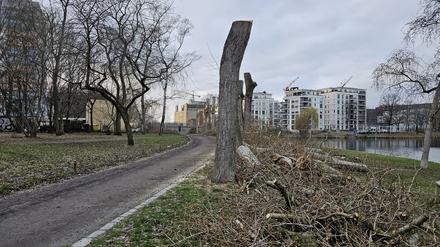 Neun Bäume werden für den Radweg gefällt. 
 