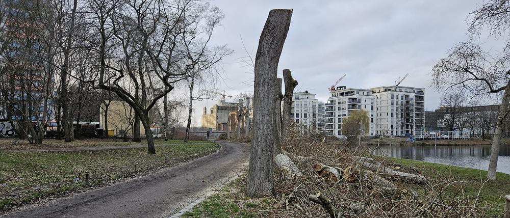 Neun Bäume werden für den Radweg gefällt.