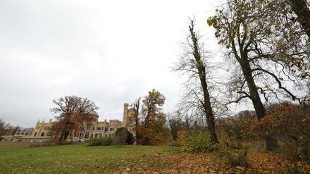 Im Park Babelsberg zeigen sich die Folgen des Klimawandels. 
