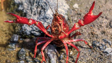 Die leuchtend roten Sumpfkrebse sind bei Aquarianern beliebt, aber auch in der Cajun-Küche in den USA.
