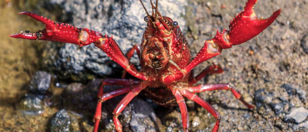 Die leuchtend roten Sumpfkrebse sind bei Aquarianern beliebt, aber auch in der Cajun-Küche in den USA.
