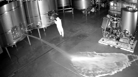 19.02.2024, Spanien, Ribera del Duero: Auf dieser Aufnahme einer Sicherheitskamera ist eine Person zu sehen, die im Lagerraum des Weinguts Cepa 21 Wein verschüttet. Der mutmaßliche Sabotageakt ereignete sich mitten in der Nacht gegen halb vier in der Nacht.
