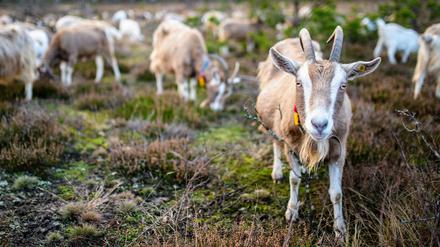 Auf dem Capriolenhof bei Bredereiche halten Hanspeter Dill und seine Frau Sabine Denell 250 Ziegen. Die Tiere leben tagsüber das ganze Jahr im Freien und leisten Naturschutz im Naturschutzgebiet Kleine Schorfheide. Ihre Milch wird zu Käse verarbeitet, auch ihr Fleisch, ein natürliches Nebenprodukt der Milch- und Käseerzeugung, wird verwertet.
