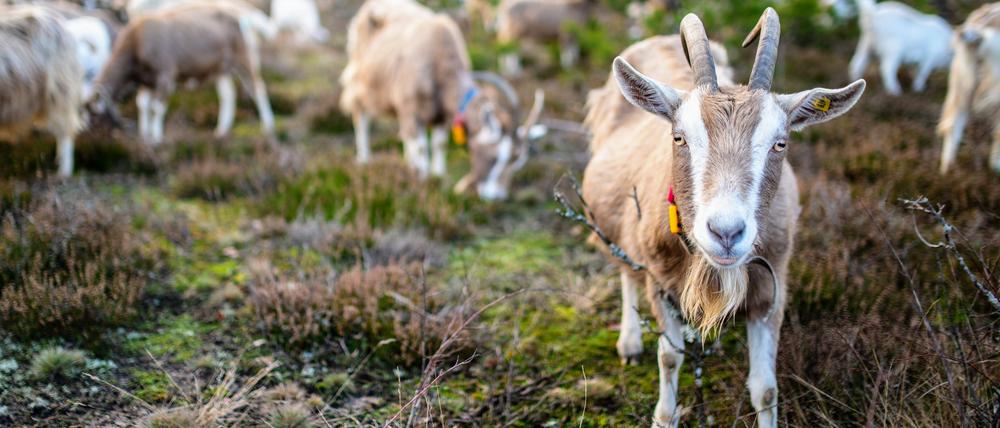 Auf dem Capriolenhof bei Bredereiche halten Hanspeter Dill und seine Frau Sabine Denell 250 Ziegen. Die Tiere leben tagsüber das ganze Jahr im Freien und leisten Naturschutz im Naturschutzgebiet Kleine Schorfheide. Ihre Milch wird zu Käse verarbeitet, auch ihr Fleisch, ein natürliches Nebenprodukt der Milch- und Käseerzeugung, wird verwertet.