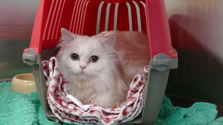 Neuzugang Snowi ist sonst nicht so schüchtern, hat ein sehr freundliches und aufgeschlossenes Naturell, sagt die Leiterin des Tierheimes in Falkensee, Heike Wegner.