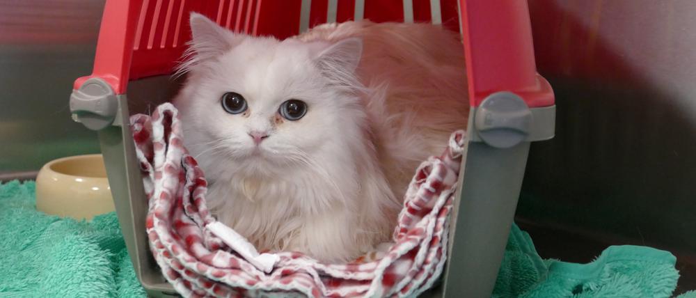 Neuzugang Snowi ist sonst nicht so schüchtern, hat ein sehr freundliches und aufgeschlossenes Naturell, sagt die Leiterin des Tierheimes in Falkensee, Heike Wegner.