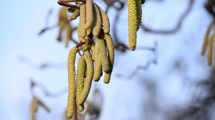 Ein Korkenzieher-Haselnuss-Strauch blüht im Garten.