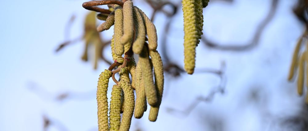 Ein Korkenzieher-Haselnuss-Strauch blüht im Garten.