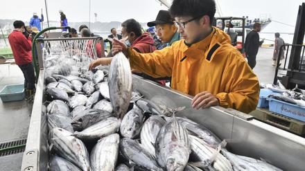 Der erste Bonitofang der Saison wird im Hafen von Onahama in der Präfektur Fukushima im Nordosten Japans angelandet.
