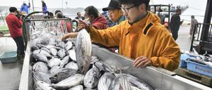 Der erste Bonitofang der Saison wird im Hafen von Onahama in der Präfektur Fukushima im Nordosten Japans angelandet.