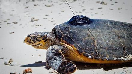 Mit kleinen Sendern ausgerüstete Echte Karettschildkröten. 