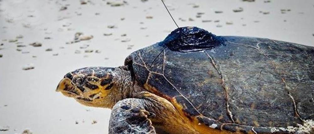 Mit kleinen Sendern ausgerüstete Echte Karettschildkröten. 