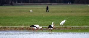 Zwei Störche und ein Silberreiher stehen in Bayern auf einer überfluteten Wiese.
