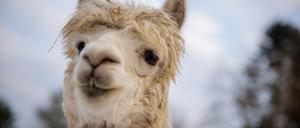 Ein Alpaka auf dem Alpaka-Hof Pausin. 
