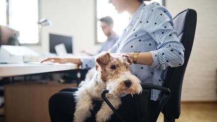 Midsection of businesswoman stroking dog sitting on lap while working at desk in creative office
