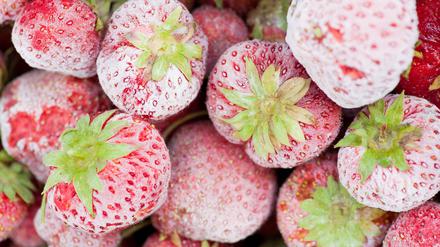 Im Jahr 1289 behielten im Elsass die Bäume ihre Blätter, bis neue austrieben, zu Weihnachten wurden Erdbeeren gegessen und die Weinreben trieben Mitte Januar aus.