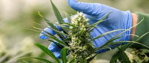 Der Konsum von Cannabis zu Genusszwecken soll Erwachsenen in begrenztem Umfang künftig erlaubt sein. 