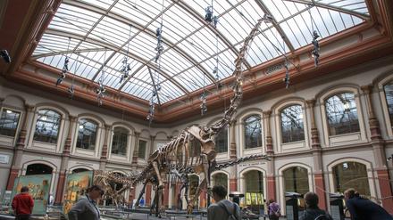 Der Sauriersaal im Berliner Naturkundemuseum.