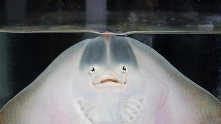 Ein Stachelrochen.