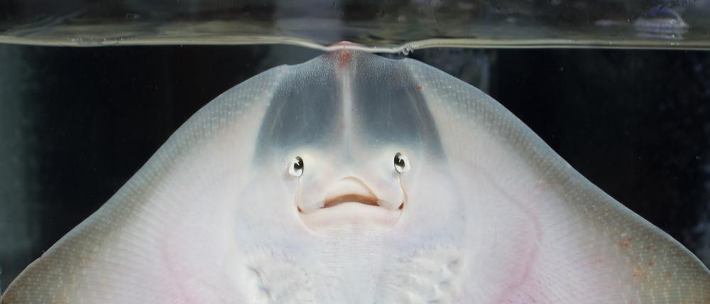 Ein Stachelrochen.