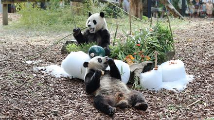 Die Zwillingspandas Bao Di und Bao Mei bei ihrem Geburtstagsessen vergangenen Sommer.