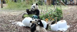 Die Zwillingspandas Bao Di und Bao Mei bei ihrem Geburtstagsessen vergangenen Sommer.