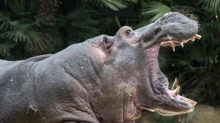 Zoo Berlin. Zu sehen sind Nashorn Sanjay, Flusspferd Ede und Elefant Victor.