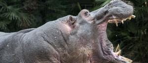 Zoo Berlin. Zu sehen sind Nashorn Sanjay, Flusspferd Ede und Elefant Victor.
