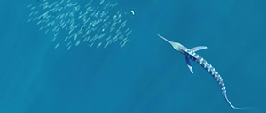 Der attackierende Marlin (unten) signalisiert dem Artgenossen (oben) durch Streifen, dass er angreift, um Zusammenstöße zu verhindern.