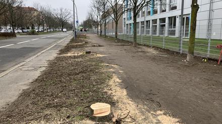 Gerodete Eschenallee in der Kniprodestraße.