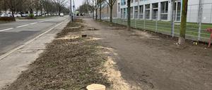 Gerodete Eschenallee in der Kniprodestraße.