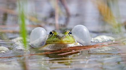Ein Teichfrosch in einem Tümpel der Döberitzer Heide.