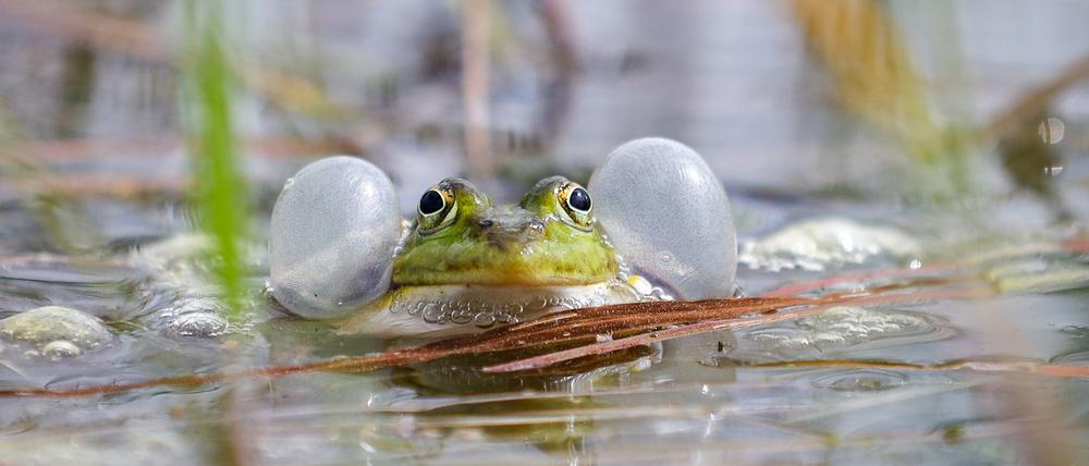 Ein Teichfrosch in einem Tümpel der Döberitzer Heide.