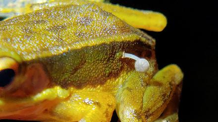 In Indien berichten Umweltschützer über diesen lebenden Frosch mit einem darauf wachsenden weißen Pilz-Fruchtkörper (undatiertes Handout).