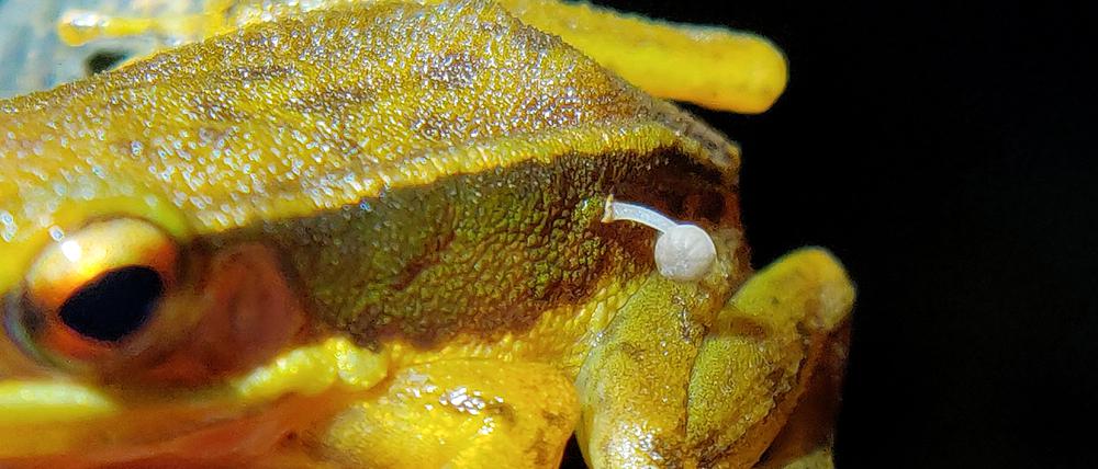 In Indien berichten Umweltschützer über diesen lebenden Frosch mit einem darauf wachsenden weißen Pilz-Fruchtkörper (undatiertes Handout).