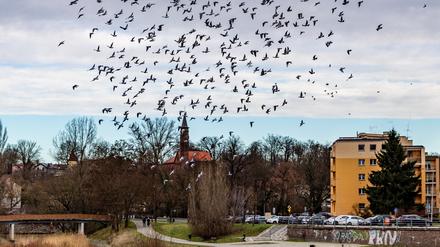 ARCHIV - 30.12.2023, Brandenburg, Guben: Tauben fliegen am bedeckten Himmel über dem Grenzfluss Neiße, der zwischen der deutschen Stadt Guben und dem polnischen Gubin fließt. (zu dpa: «Guben wirbt mit kostenlosem Probewohnen um Zuzügler») Foto: Frank Hammerschmidt/dpa +++ dpa-Bildfunk +++