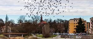 ARCHIV - 30.12.2023, Brandenburg, Guben: Tauben fliegen am bedeckten Himmel über dem Grenzfluss Neiße, der zwischen der deutschen Stadt Guben und dem polnischen Gubin fließt. (zu dpa: «Guben wirbt mit kostenlosem Probewohnen um Zuzügler») Foto: Frank Hammerschmidt/dpa +++ dpa-Bildfunk +++
