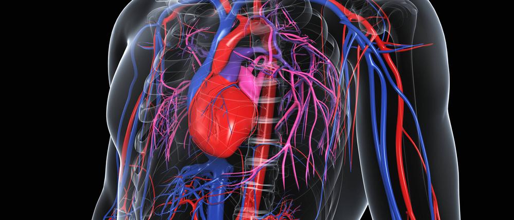 Die Aorta (rot) nimmt als Hauptschlagader das Blut aus dem Herzen auf und reicht bis ins Becken. 