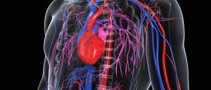 Die Aorta (rot) nimmt als Hauptschlagader das Blut aus dem Herzen auf und reicht bis ins Becken. 