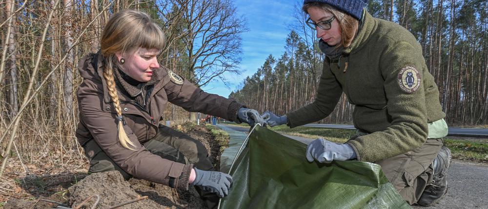 02.03.2022, Brandenburg, Buckow: Henriette Brune (l) und Nora Farnbacher, beide Rangerinnen beim Bundesverband Naturwacht e.V., sind in der Märkischen Schweiz mit dem Aufbau eines Krötenzaunes an einer Straße beschäftigt. Jetzt beginnen vor allem die Erdkröten und Moorfrösche mit der Wanderung. In Folge der milden Temperaturen der vergangenen Tage werden diese Tiere langsam wieder aktiv. Sobald die Nachttemperaturen nicht mehr unter sechs Grad absinken, treten die Kröten, Unken, Molche, Salamander und Frösche ihre Frühjahrswanderung zu den angestammten Laichgewässern an. (zu dpa: «Dramatischer Rückgang von Kröte, Frosch &Co - Saison lässt hoffen») Foto: Patrick Pleul/dpa-Zentralbild/ZB +++ dpa-Bildfunk +++