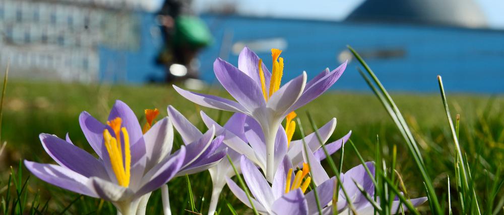 Krokusse blühen in Berlin bei frühlingshaftem Wetter vor dem Kindergarten des Bundestags. Foto: Maurizio Gambarini/dpa