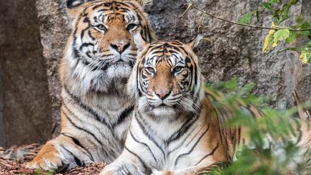 Tiger Weibchen Mayang und Vater Jae Jae sind zum zweiten Mal Eltern geworden.