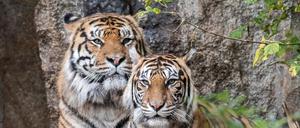 Tiger Weibchen Mayang und Vater Jae Jae sind zum zweiten Mal Eltern geworden.
