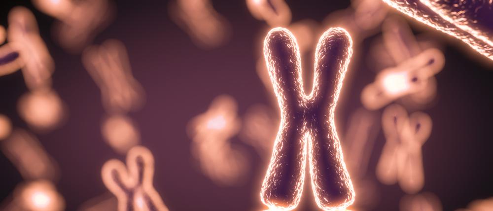 Illustration eines X-Chromosoms.