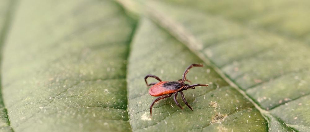 Beim Stich einer infizierten Zecke kann das FSME-Virus sofort übertragen werden.