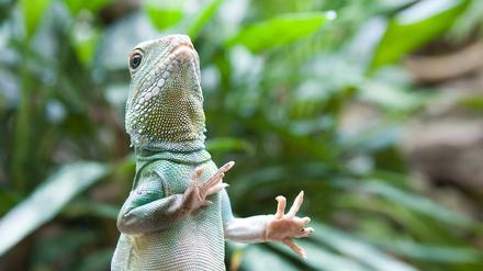 Die neuen Eintrittspreise haben offensichtlich auch Tiere im Berliner Zoo überrascht.