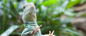 Die neuen Eintrittspreise haben offensichtlich auch Tiere im Berliner Zoo überrascht.