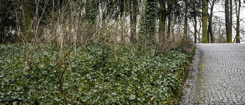 14.02.2024, Berlin: Blick in den Volkspark Hasenheide in Neukölln, in dem eine vier Meter lange tote Schlange gefunden wurde. Vermutlich handelte es sich um eine Tigerpython. Nach dem Fund einer toten Würgeschlange in einem Berliner Park hat der Tierschutzverein für Berlin schärfere Regelungen und Kontrollen für die Haltung exotischer Tiere gefordert. Foto: Jens Kalaene/dpa +++ dpa-Bildfunk +++