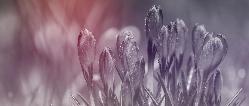 Das Bild zeigt blühende Krokusse. 